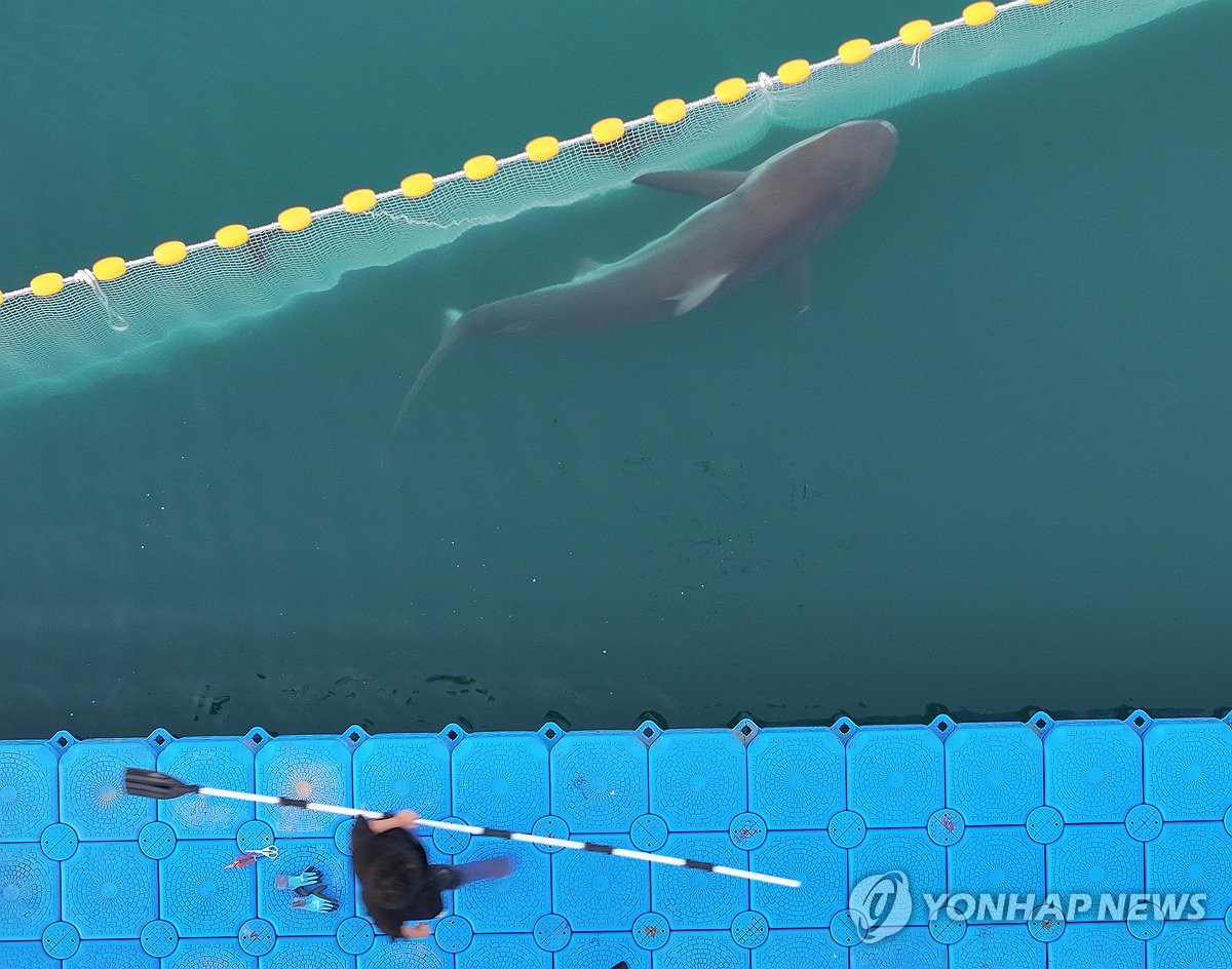 나갈듯 안나가는 부캉이