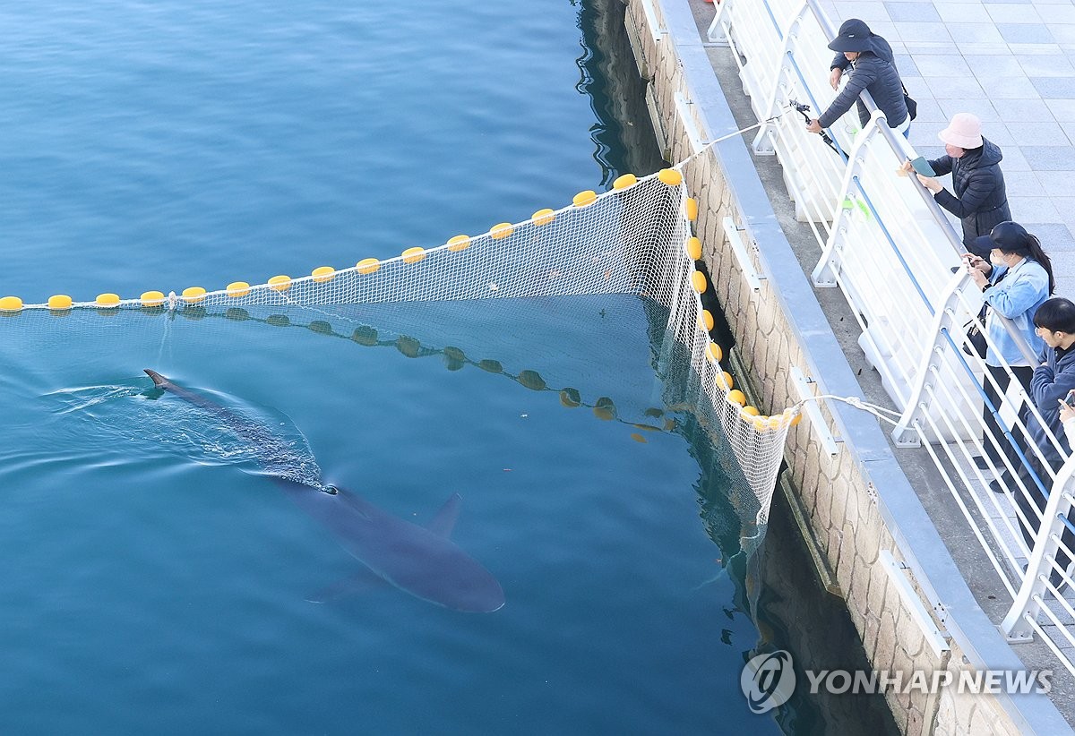 차단막 넘어온 부캉이