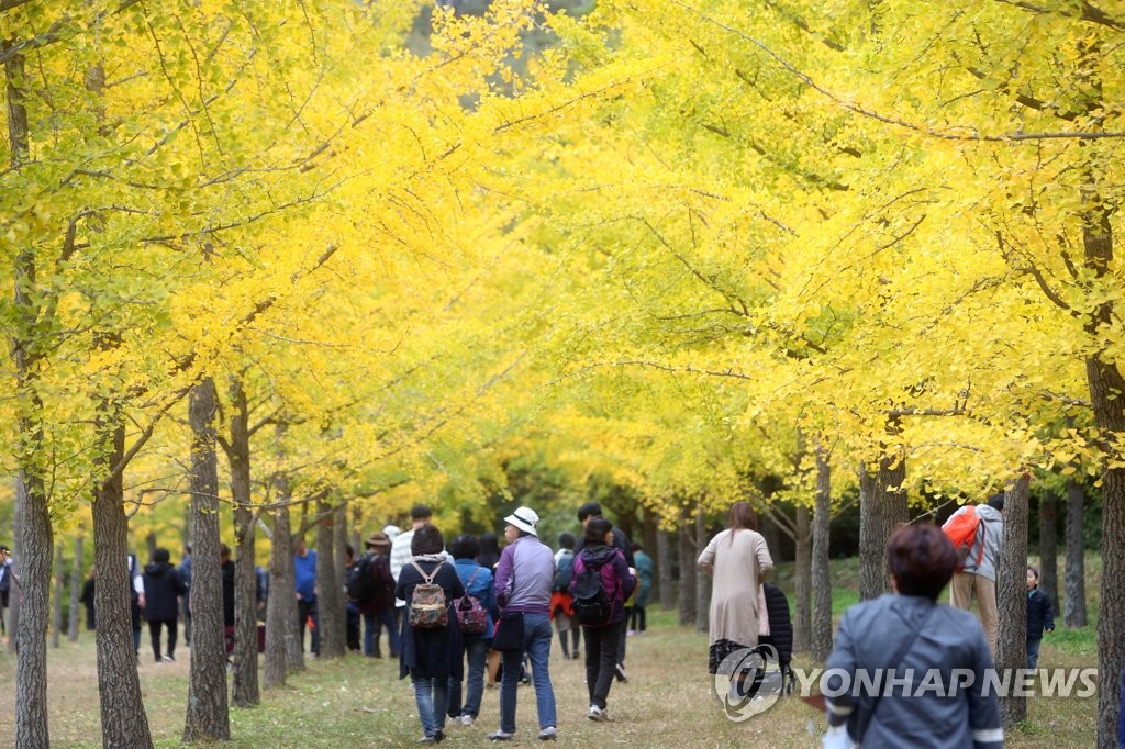 홍천 내면 은행나무숲에서 만드는 가을 추억