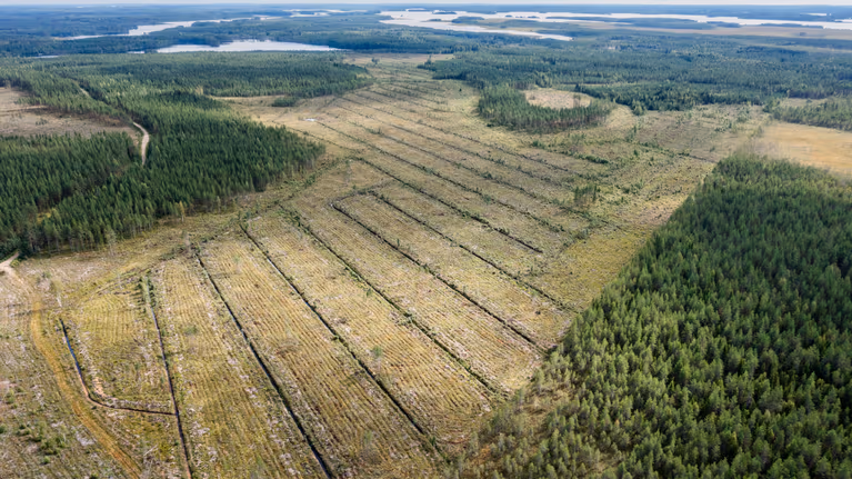 Ilmakuva hakkuualueesta Ilomantsissa. Hakkuualueen läpi kulkee ojia, jotka valuvat järveen.