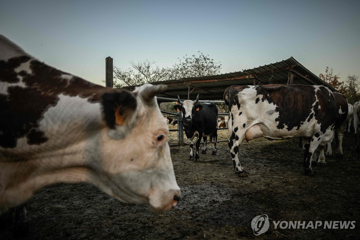 프랑스의 한 소 농장